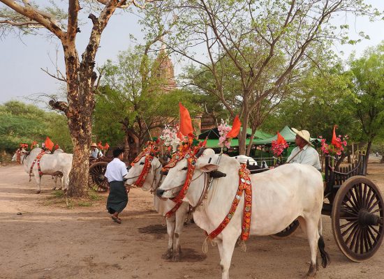 Bullock cart experience