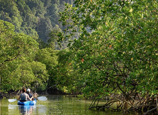 Wa Ale Island Resort A Sustainable Sanctuary in the Myeik Archipelago Gallery Mangrove visit
